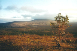 JalluVuomapaa